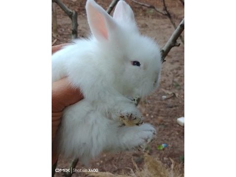 Tavru hollanda lop tavşanları