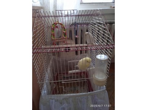 2 adet çift albino muhabbet kuşu çift yuvalıklı