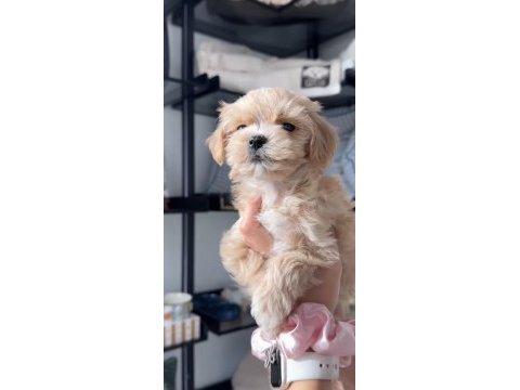 Maltipoo safkan köpeğimiz