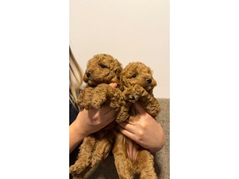 Sevgi dolu poodle yuvalarını arıyorlar