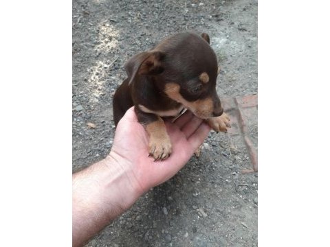 2 adet dişi bebek pinscher