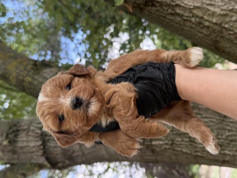 Maltipoo dişi erkek 