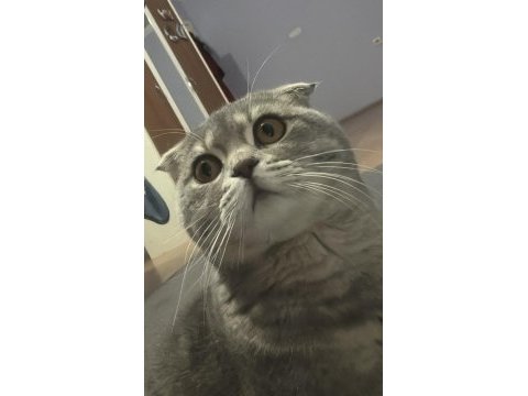 Erkek scottish fold kedimize çift aranmaktadır