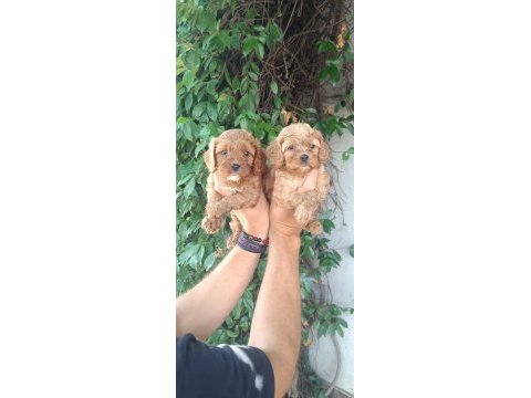 Sevimli maltipoo yavrular