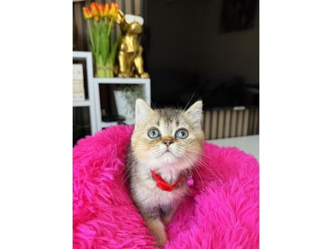 British shorthair black golden