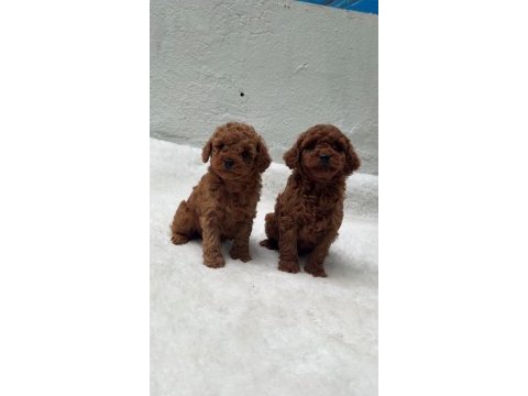 Ruhsatlı poodle evinden çok sayıda poodle bebek