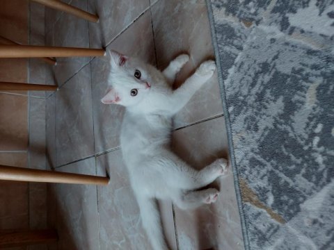 British shorthair oğlumuz