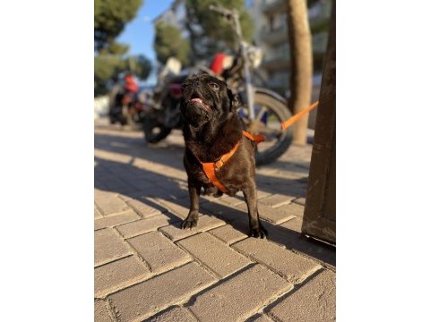 1.5 yaşında pug evde bakılıyor tuvalet eğitimi mevcut