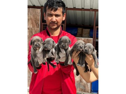 Cane corso yavrular