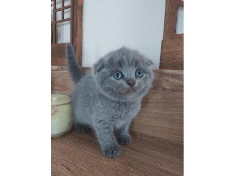 Orjinal ırkta, nadir bulunan bir cins scottish longhair