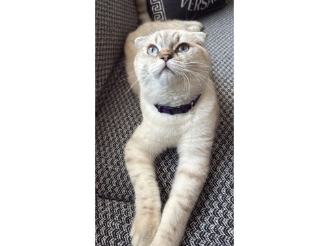 Çok uysal scottish fold