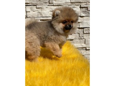 Pomeranian boo yavru