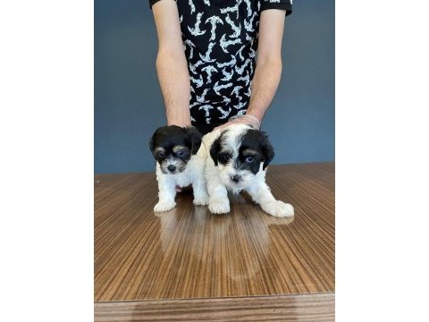 Wc egitimli morkiee yavruları fenomen pets ankara 