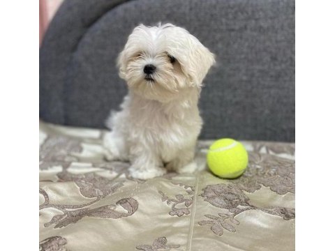 0 numara antialerjik maltese bebekler