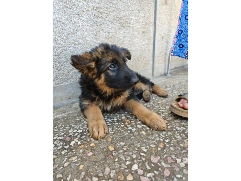 Alman kurdu yavruları 2 aylık