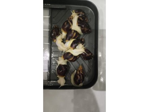 Dev afrika salyangozları