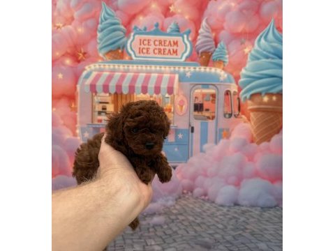 Orjinal kore poodle bebekler