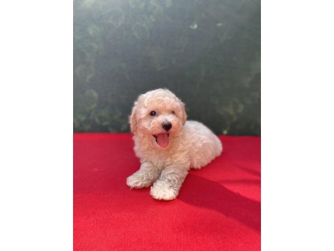 A kalite maltipoo köpekler