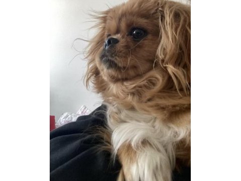 Sivas/merkez pekinez köpeğimiz (ücretlidir)