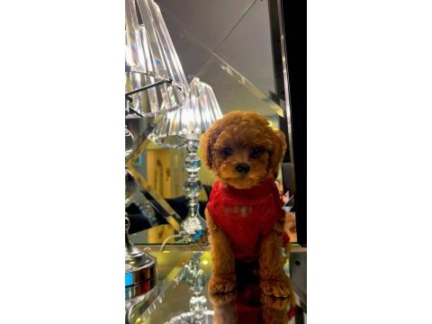 Kore poodle köpeğimiz
