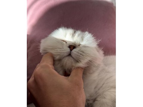 17 aylık scottish fold erkek