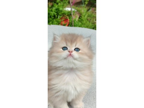 British longhair dişi erkek