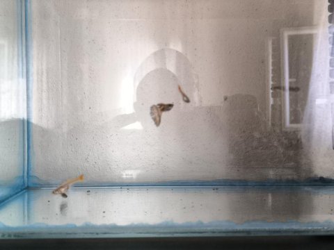 10 adet erkek dişi karışık lepistes japon takaslı