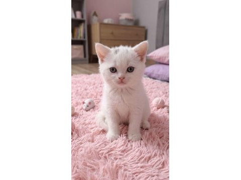 Minnoş british shorthair kedisi