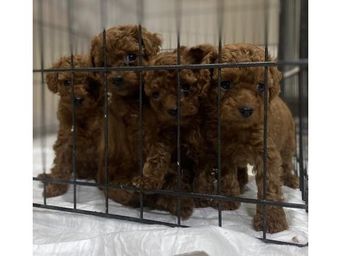 Kore red brown toy poodle kardeşler