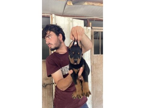 Üst kalite doberman yavruları