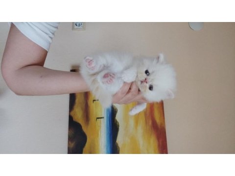 Persian bebeklerimizi sahiplendirmek