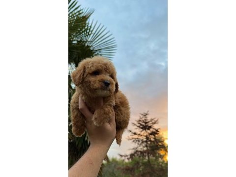 Kore maltipoo tedy face yavrumuz yeni yuvasına hazır