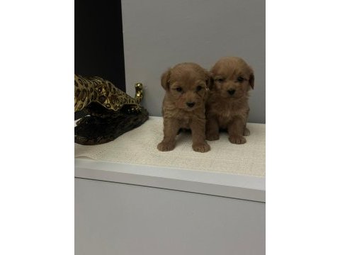 Maltipoo yavrularimiz