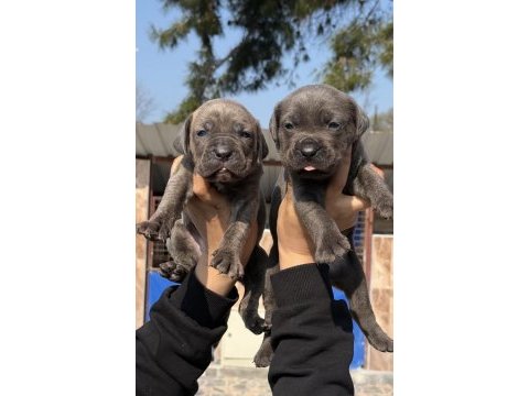 Cane corsa alan koruma köpeği yavruları efsane kan