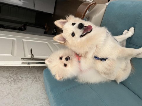 Spitz köpeğimi sahiplendireceğim