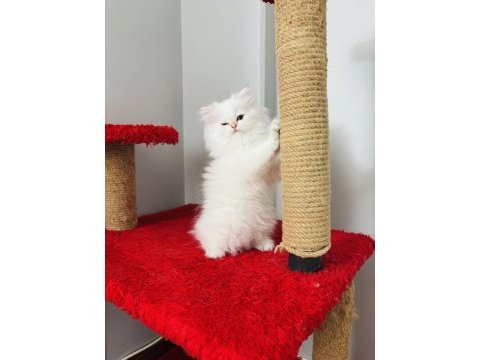 British longhair golden point