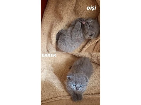 2 tane 2 aylık kırık kulak yavru kedimiz