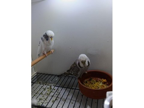 Çift japones ve jumbo muhabbet kuşları