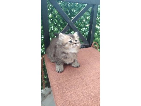 Şecereli soydan british longhair bebeklerimiz