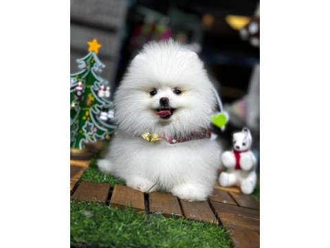 Pomeranian boo yavrular