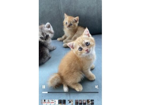British shorthair 50 günlük bebelerim