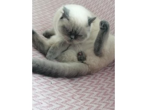 1 yaşında erkek british shorthair kısır değil