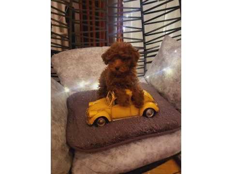 Tüy dökmeyen kalite sağlık ırk garantili poodle yavrularımız