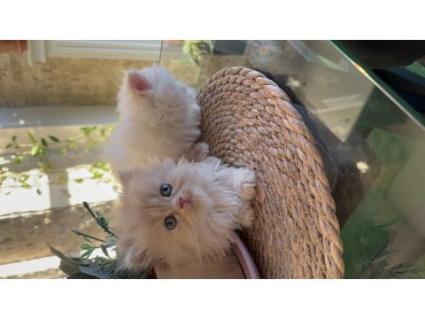 British longhair