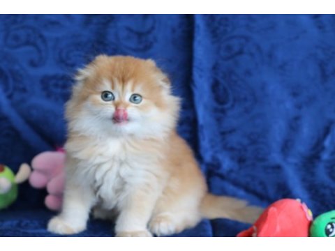 Kalite scottish fold arayanlara