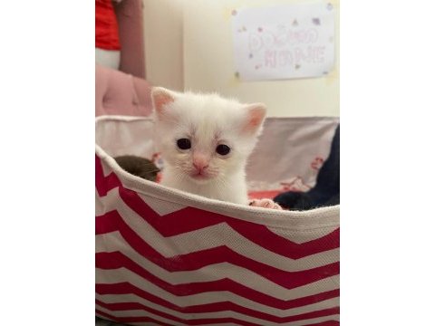 Safkan british shorthair dişi yavru yeni yuvasını arıyor