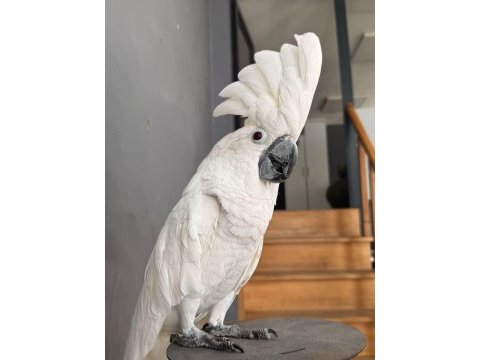 Evcil kakadu papağanlarımız gönderim sağlıyoruz