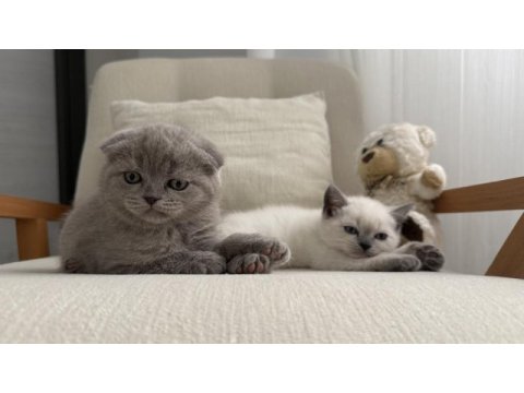 Scottish fold kedisi 55 günlük