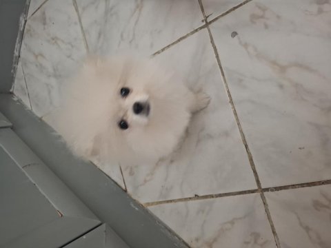 Yavru 3 aylık dişi pomeranian köpeğimizi sahiplendireceğim