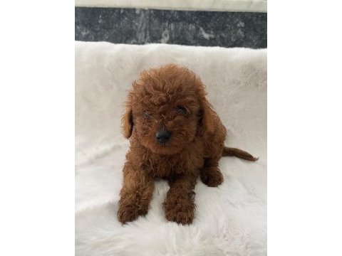 Toy poodle erkek 50 günlük